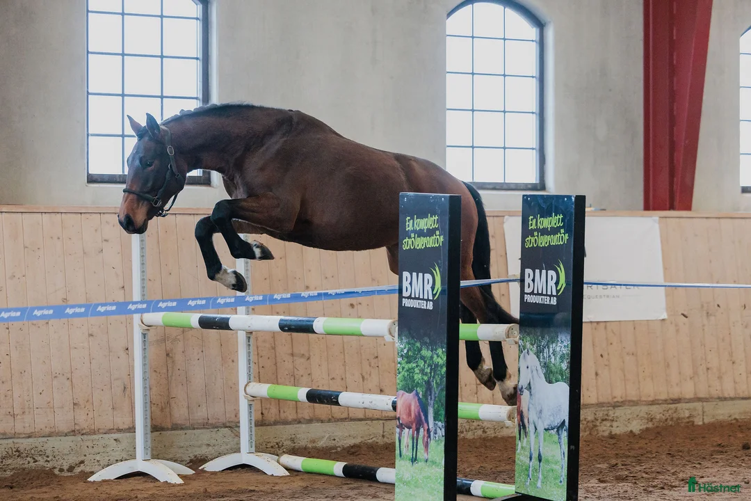 Hoppning hästar till salu: Framtidsämne inom valfri gren! - Annons 2
