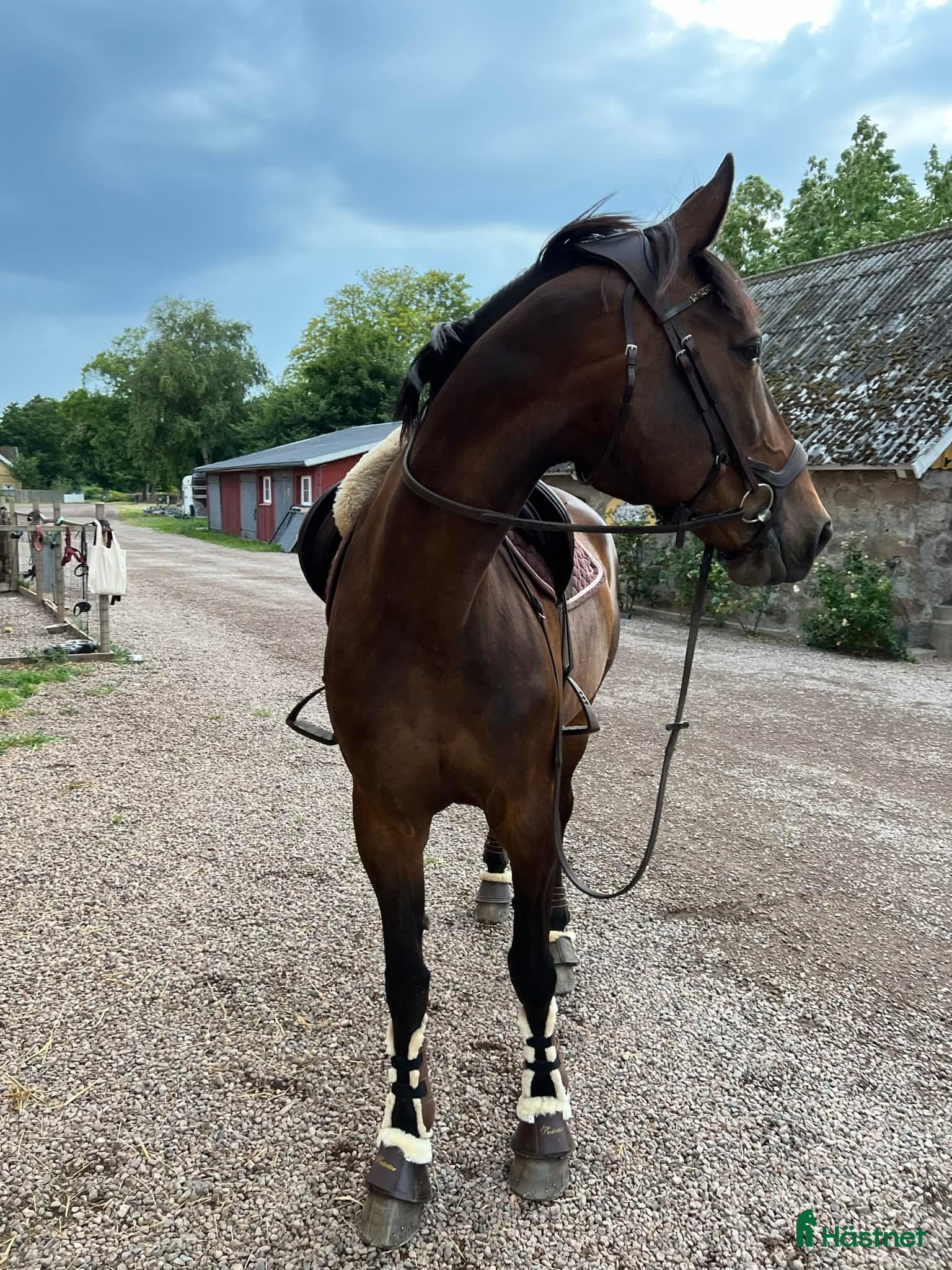  medryttarhäst finnes: Medryttare sökes till underbart sto i Allerum - Annons 23