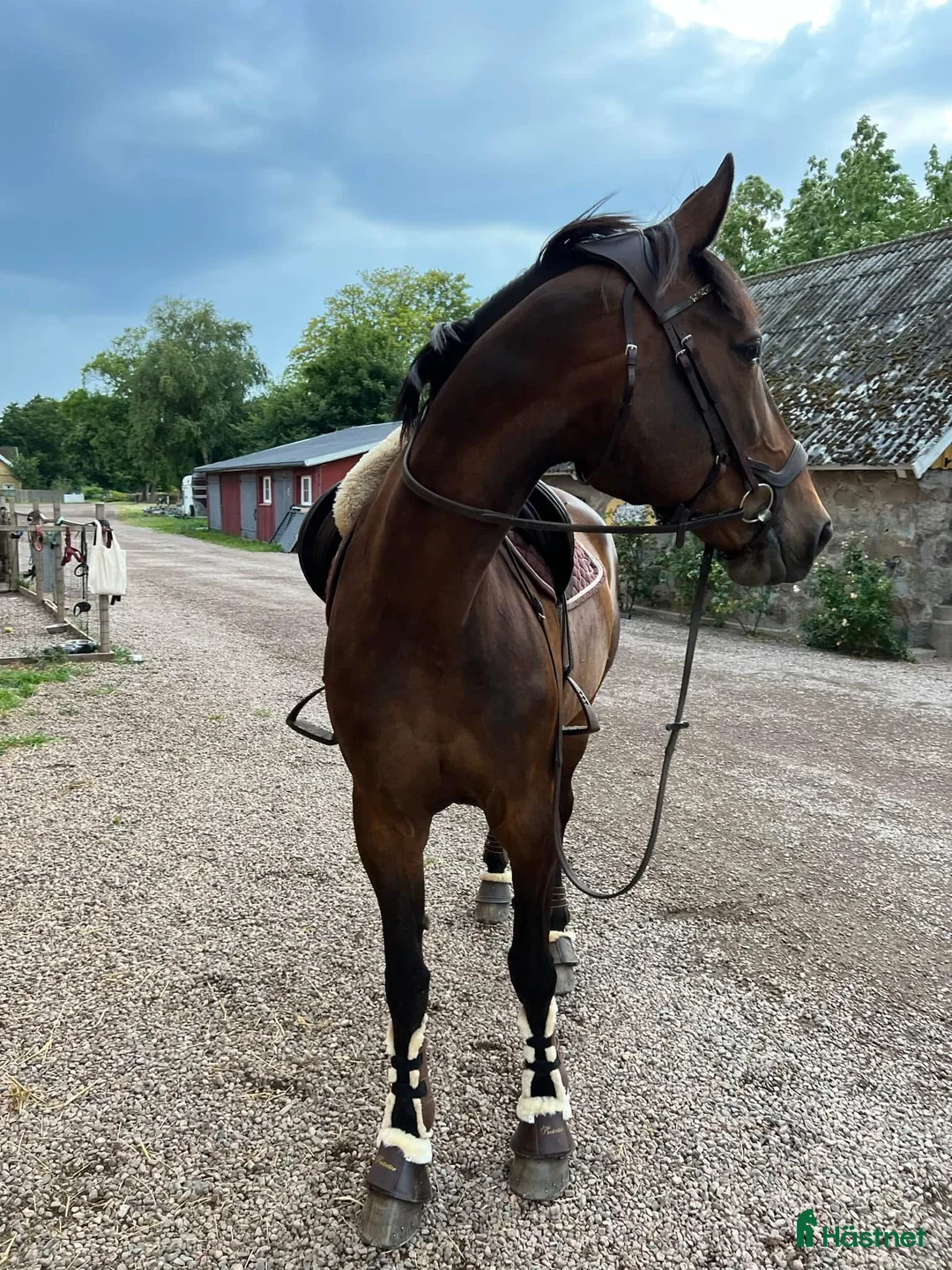  medryttarhäst finnes: Skogsmulle, lätt träning /avelsto säljes - Annons 1