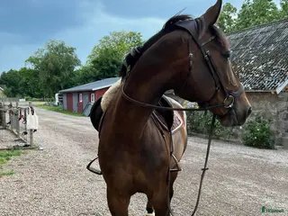 medryttarhäst finnes: Skogsmulle, lätt träning /avelsto säljes - Annons 4