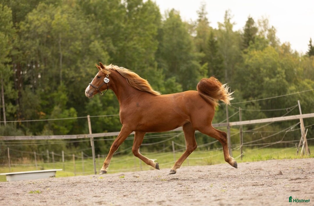 Övrigt hästar till salu: Multitalang i Söderköping - Annons 5