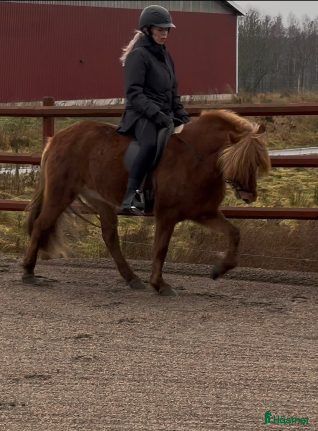 Island hästar till salu: Underbart ungsto! i Skepplanda - Annons 1