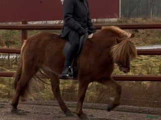 hästar Underbart ungsto! i Skepplanda - Annons 3