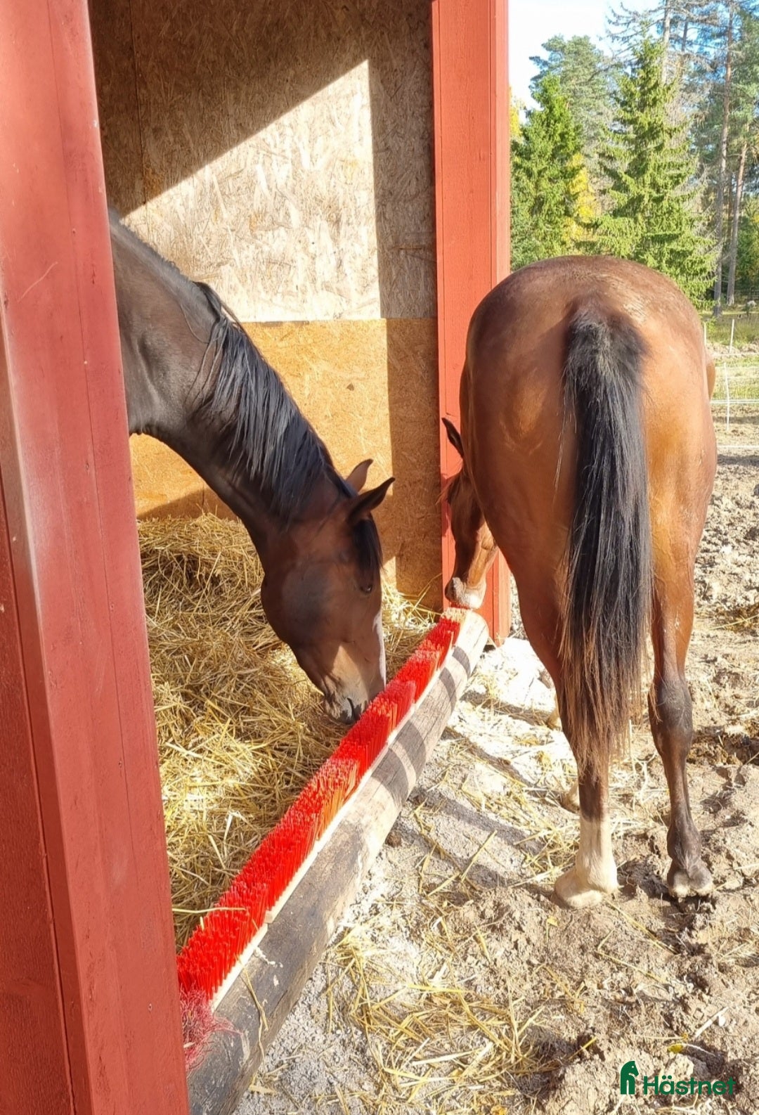  stallplats finnes: Lösdrift för grabbar i Bälinge - Annons 10