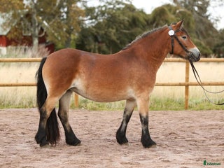 hästar Sto till avel/körning/ridning i Floby - Annons 9