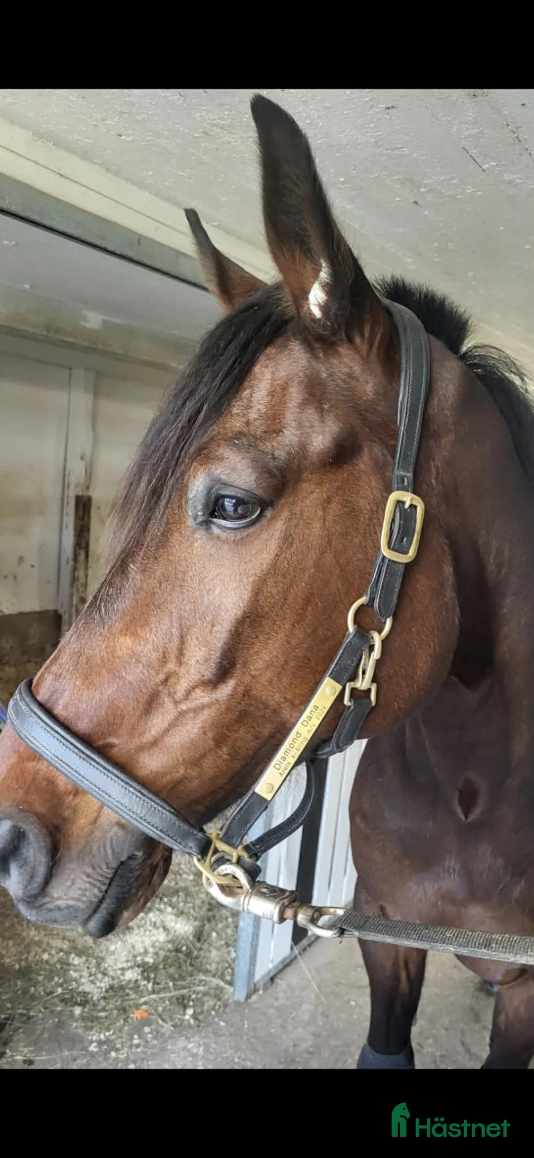 Trav hästar till salu: ⭐️Starthäst⭐️ - Annons 2