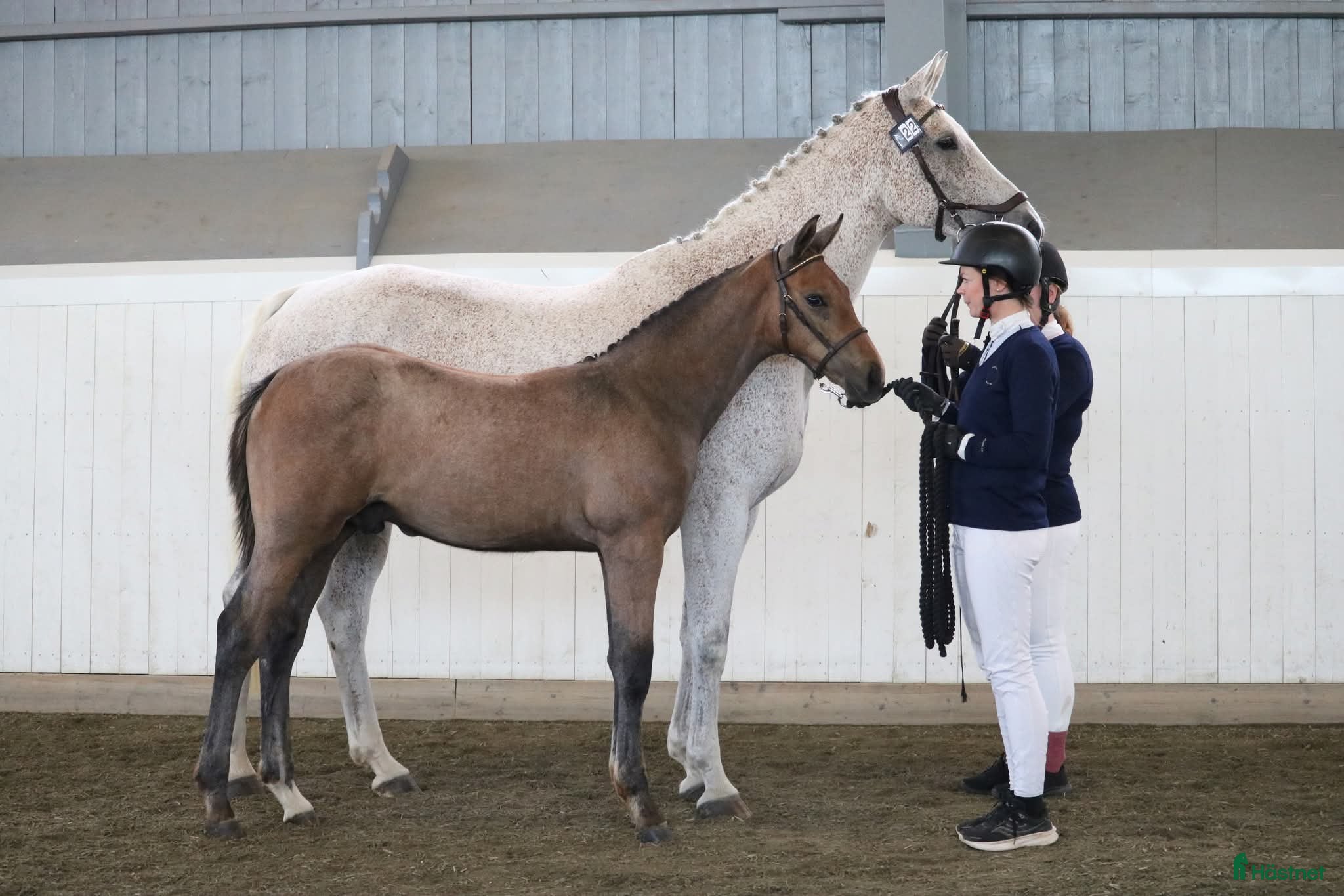  hästar Snygg åring för högsta klasserna  - Annons 2
