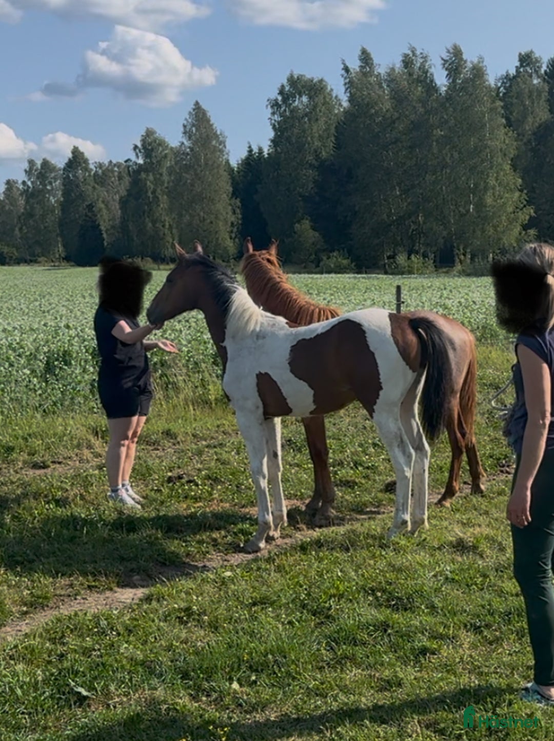 Allround hästar till salu: Intressekoll 1års hingst i Linköping - Bild 4