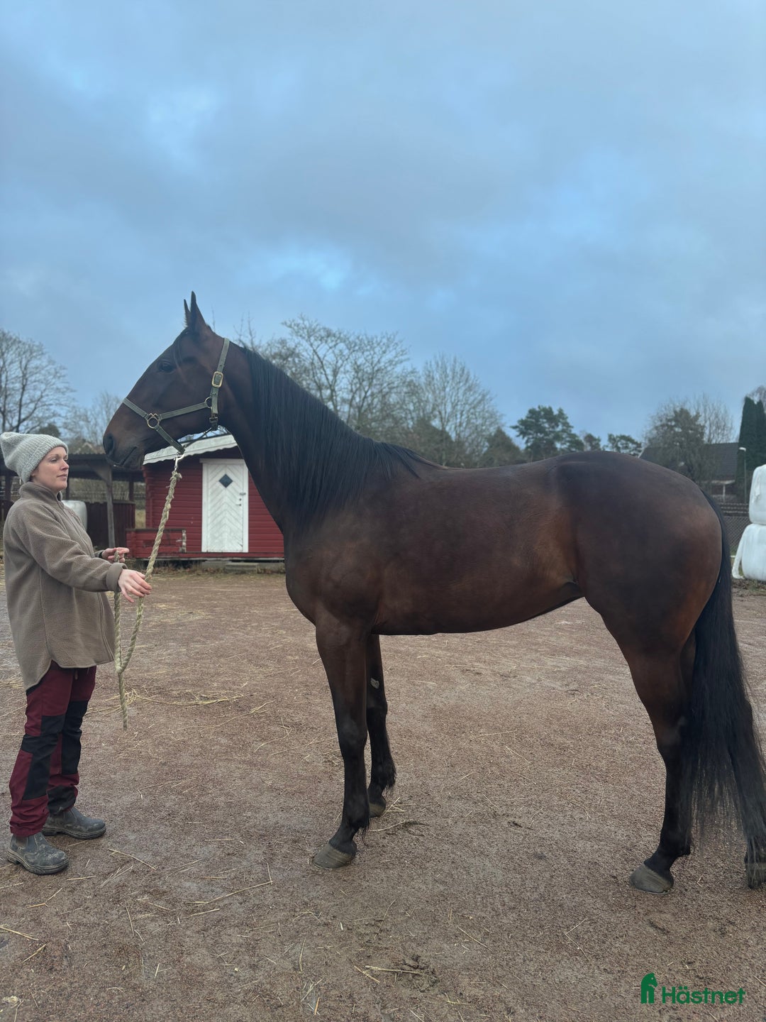 Trav hästar till salu: Trevligt sto säljes i Åmål - Annons 3