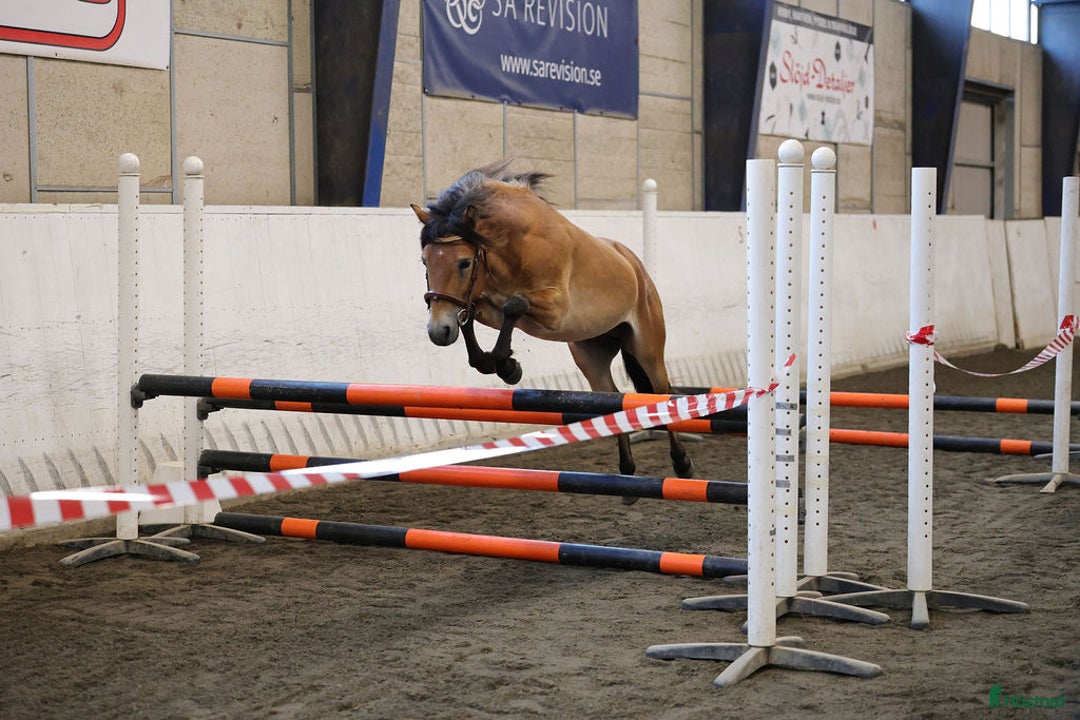 Allround hästar till salu: Energisk och positiv russhingst i Vårgårda - Annons 2