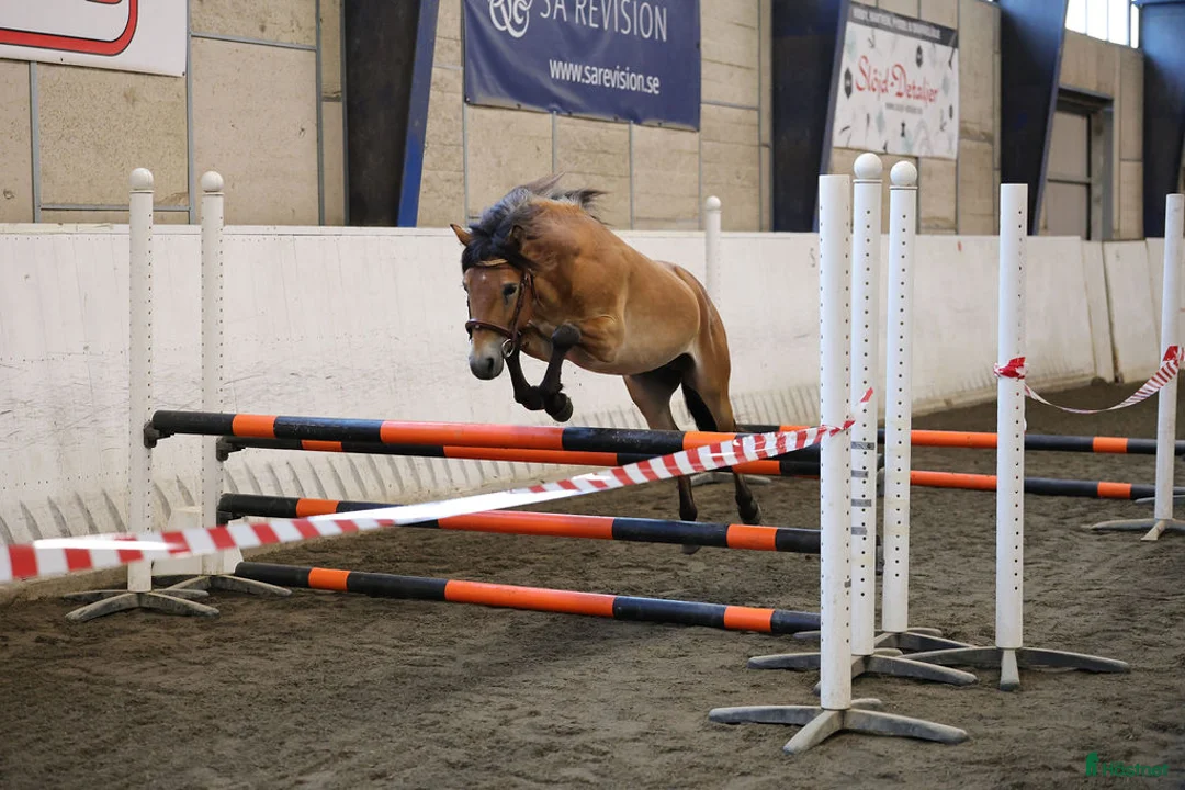 Allround hästar till salu: Energisk och positiv russhingst i Vårgårda - Annons 2