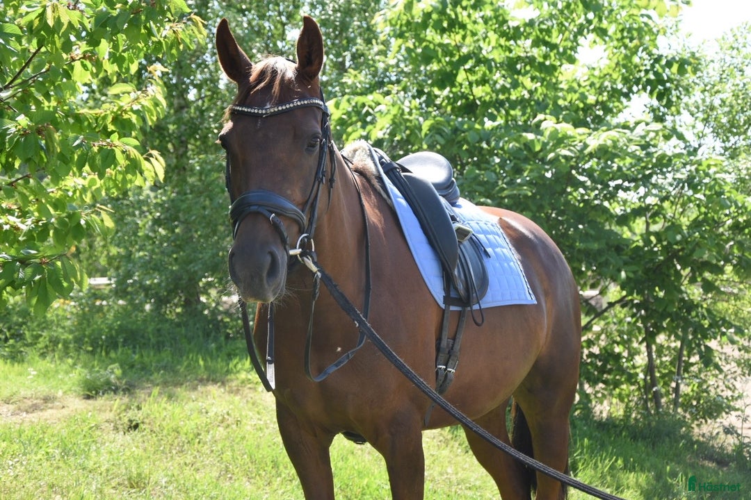 Dressyr hästar till salu: Arbetsvilligt och personligt fuxsto  i Skänninge - Annons 1