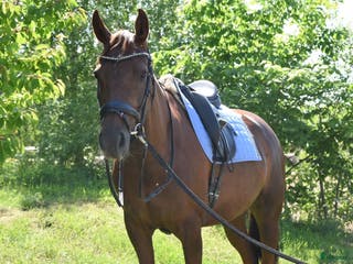 hästar Arbetsvilligt och personligt fuxsto i Skänninge - Annons 5