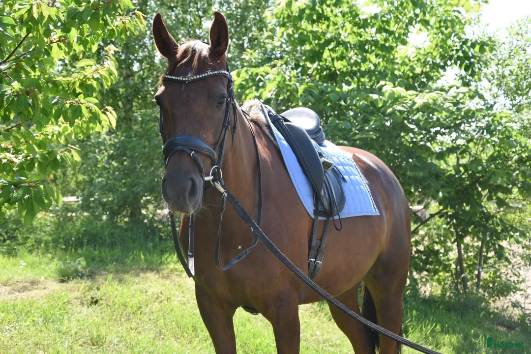 Dressyr hästar till salu: Arbetsvilligt och personligt fuxsto  i Skänninge - Annons 1