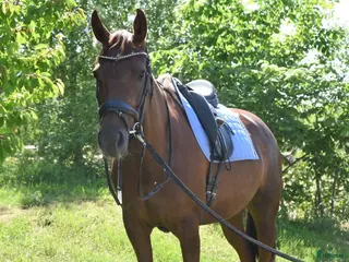 hästar Arbetsvilligt och personligt fuxsto i Skänninge - Annons 7