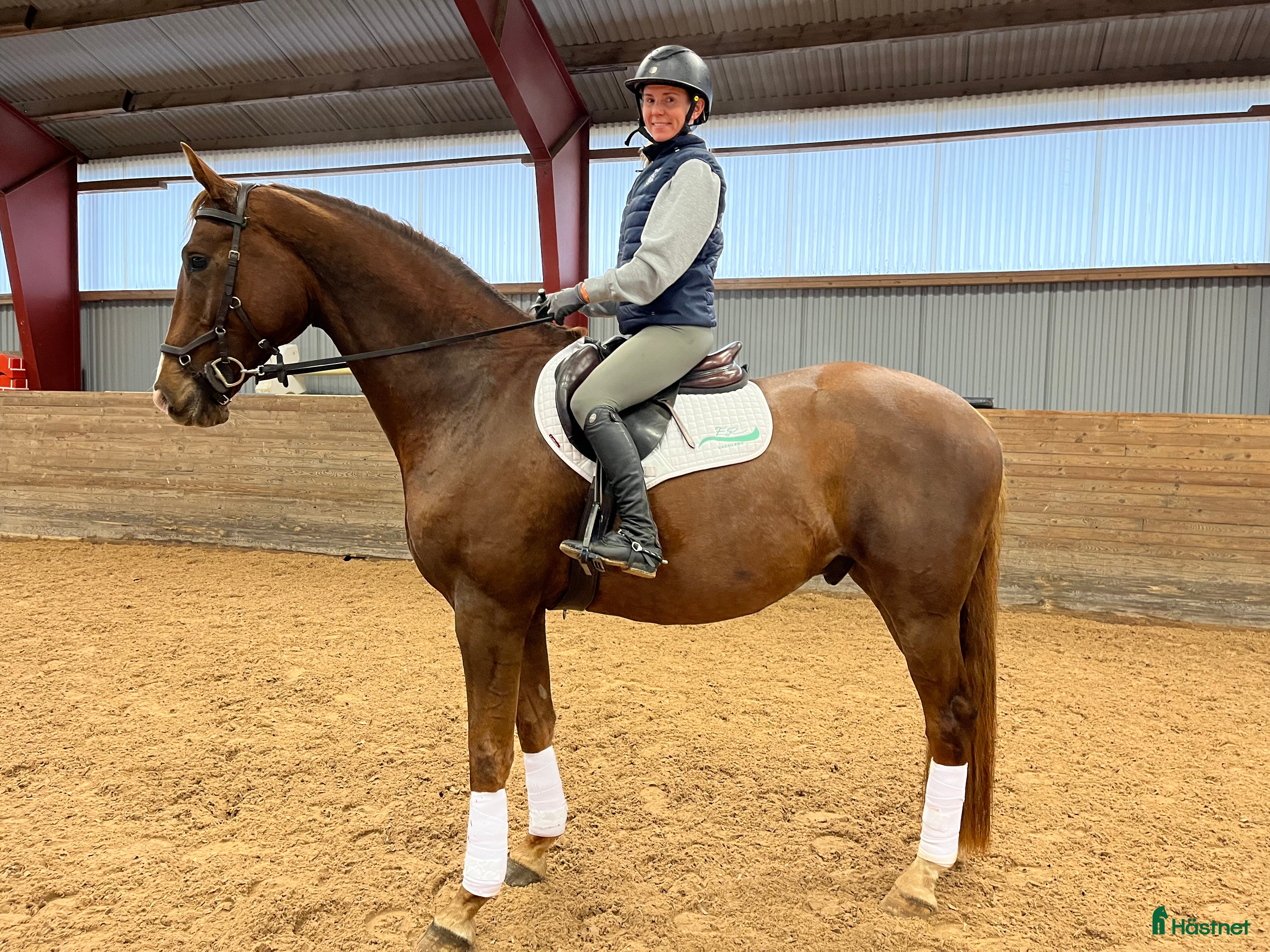  hästar 5-årig dressyr valack i Kolmården - Annons 16