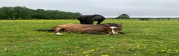 Dressyr hästar sökes: Häst sökes till långsiktigt hem 🐴 - Annons 4