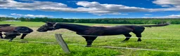 Trav hästar till salu: Ettårig hingst efter Flocki d’Aurcy - Annons 2