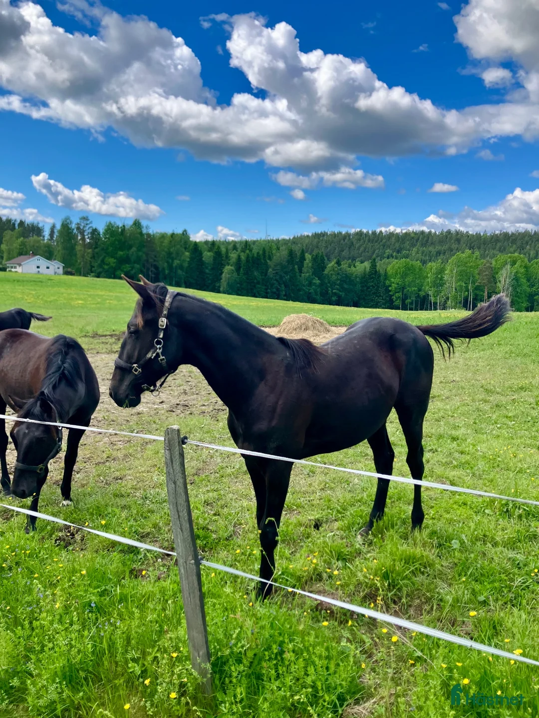 Trav hästar till salu: Ettårig hingst efter Flocki d’Aurcy - Annons 2