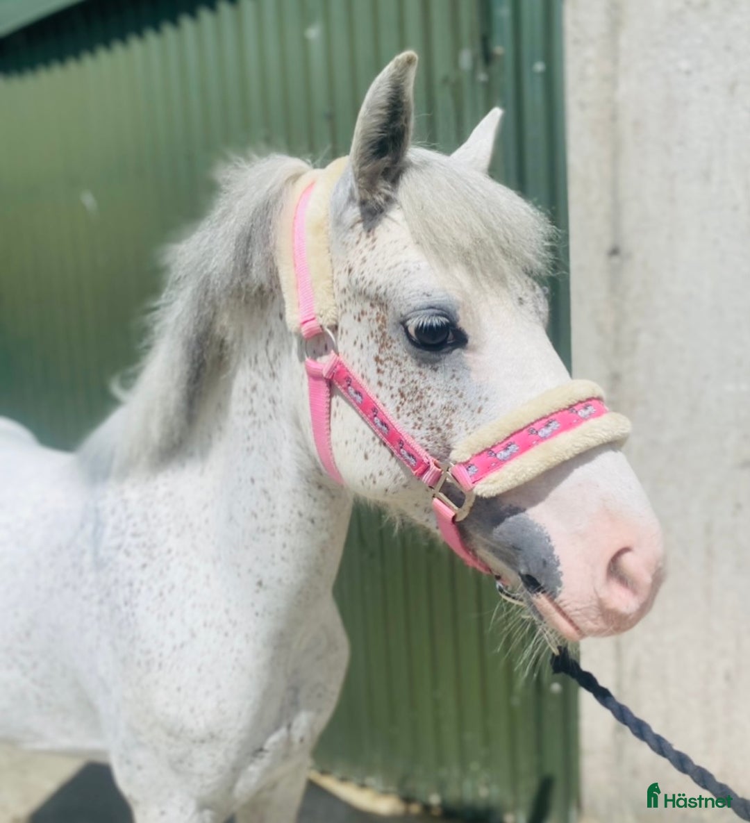 Allround hästar till salu: Selection of Irish ponies i Ljungby - Bild 7