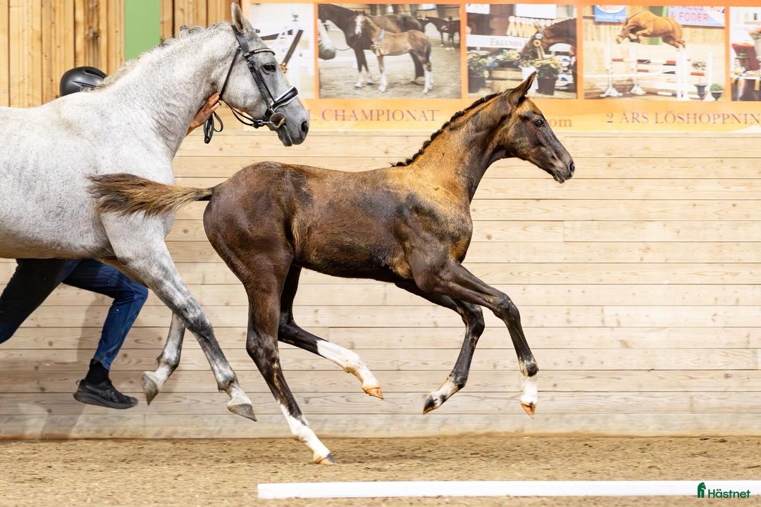 Dressyr hästar till salu: ✨Fantastisk fint hingstföl - leveransklar ✨ i Julita - Annons 3