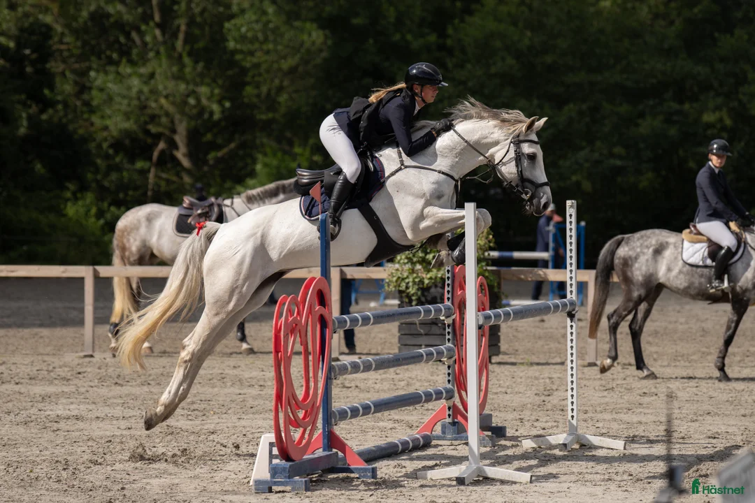 Hoppning hästar till salu: Välriden energisk häst  - Annons 1