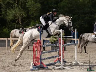 hästar Välriden energisk häst - Annons 5