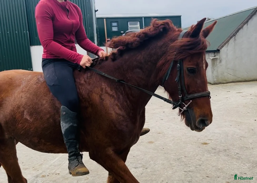 Allround hästar till salu: Allrounder horses i Ljungby - Annons 15