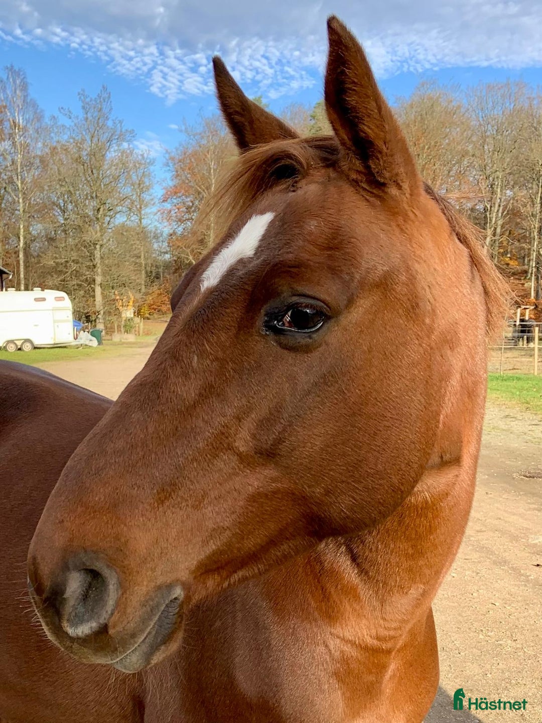 Allround hästar till salu: Stor häst i litet format  i Ljungbyhed - Annons 2