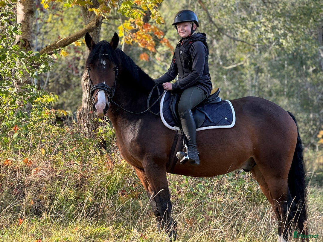 Allround hästar till salu: Häst med potential i Ydre - Annons 1