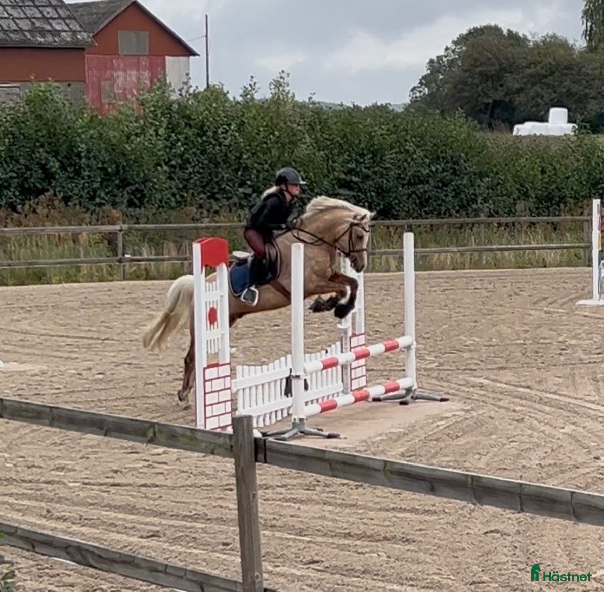  hästar Supertrevlig allroundponny! 🌟 - Annons 7
