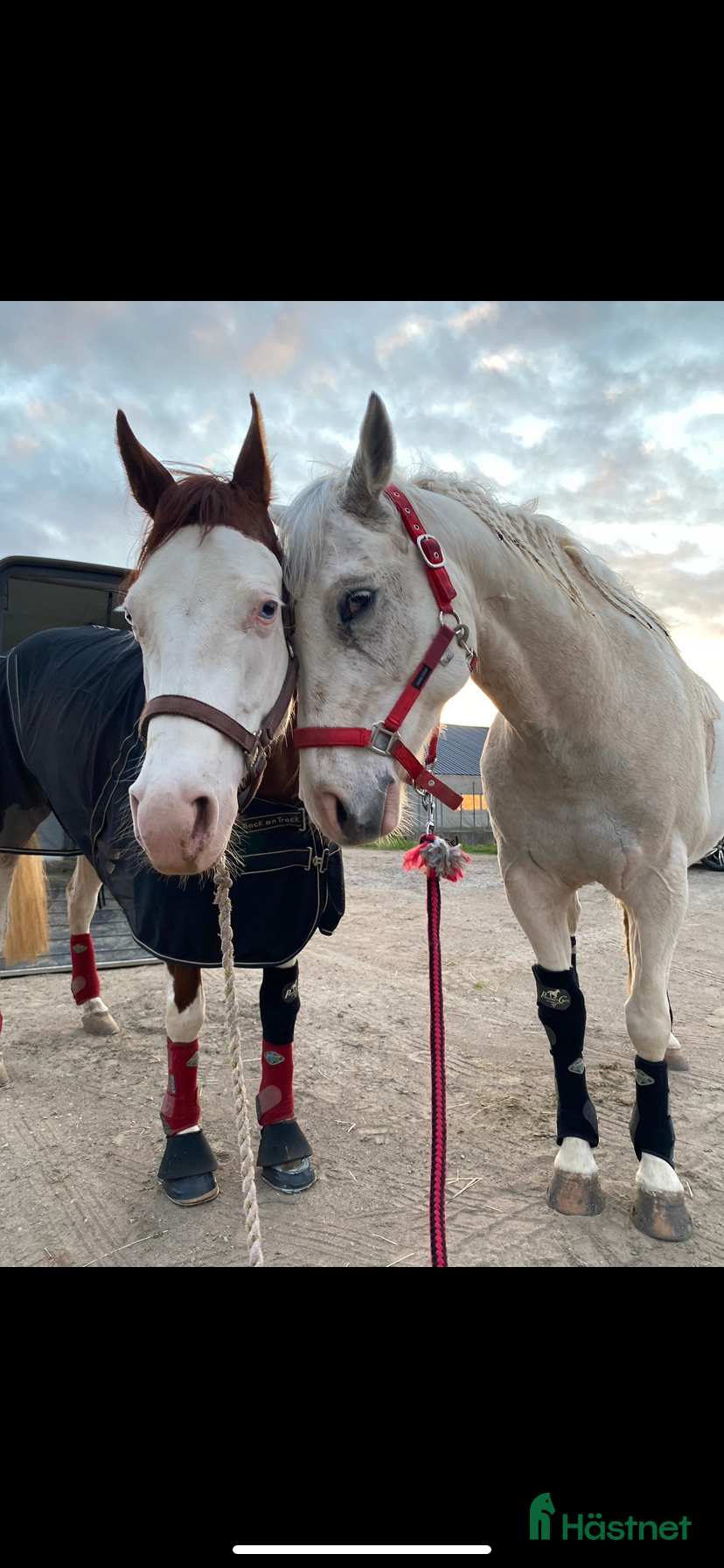 hästar Lovande tävlingshäst, nybesiktigad ua 18/10 i Broddetorp - Annons 10