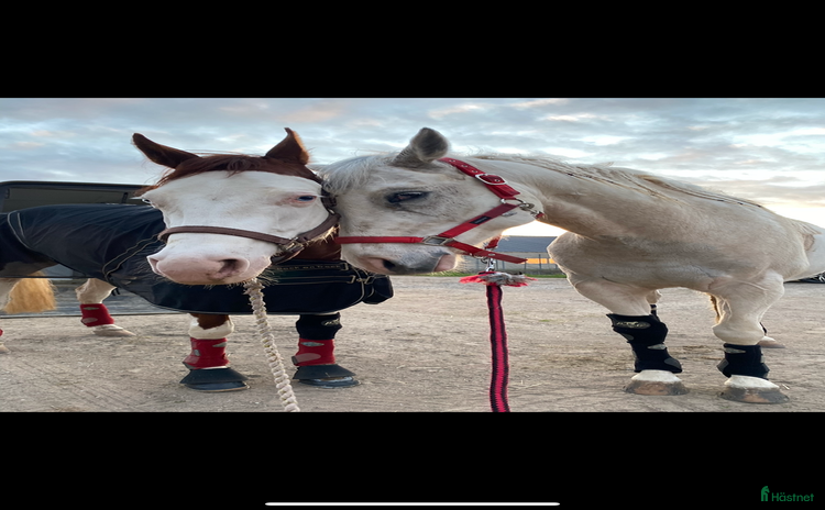  hästar i Broddetorp - Annons 5