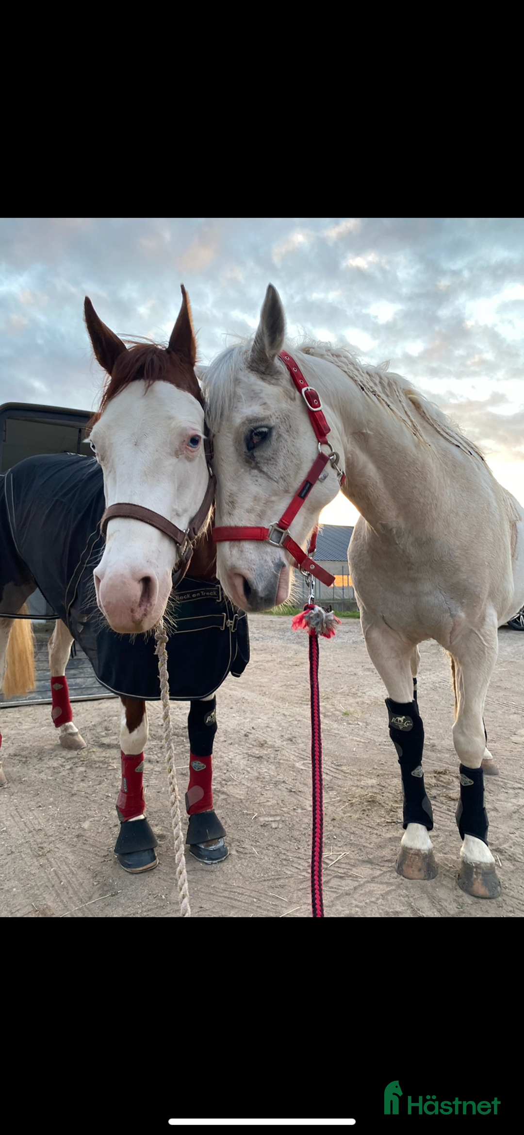 Western hästar till salu: Lovande tävlingshäst, nybesiktigad ua 18/10 i Broddetorp - Annons 1