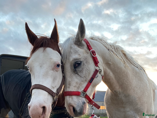 hästar Lovande tävlingshäst, nybesiktigad ua 18/10 i Broddetorp - Annons 14