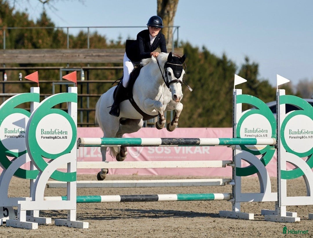 Hoppning hästar till salu: Topp kat.1 ponni til salgs i Bryne - Annons 8