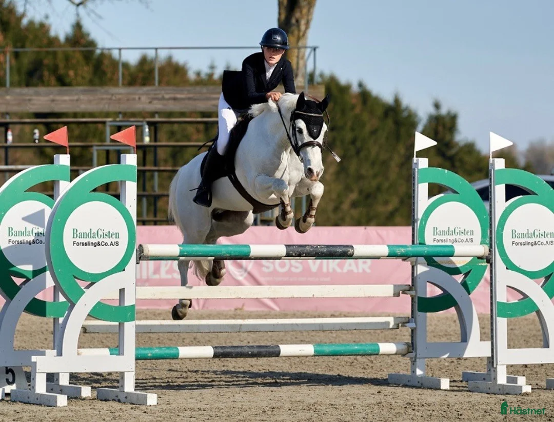 Hoppning hästar till salu: Topp kat.1 ponni til salgs i Bryne - Annons 8