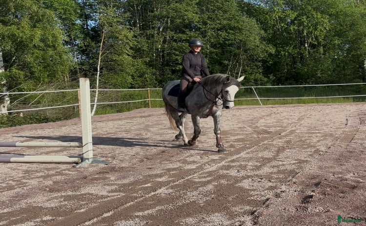  hästar i Sandviken - Annons 16