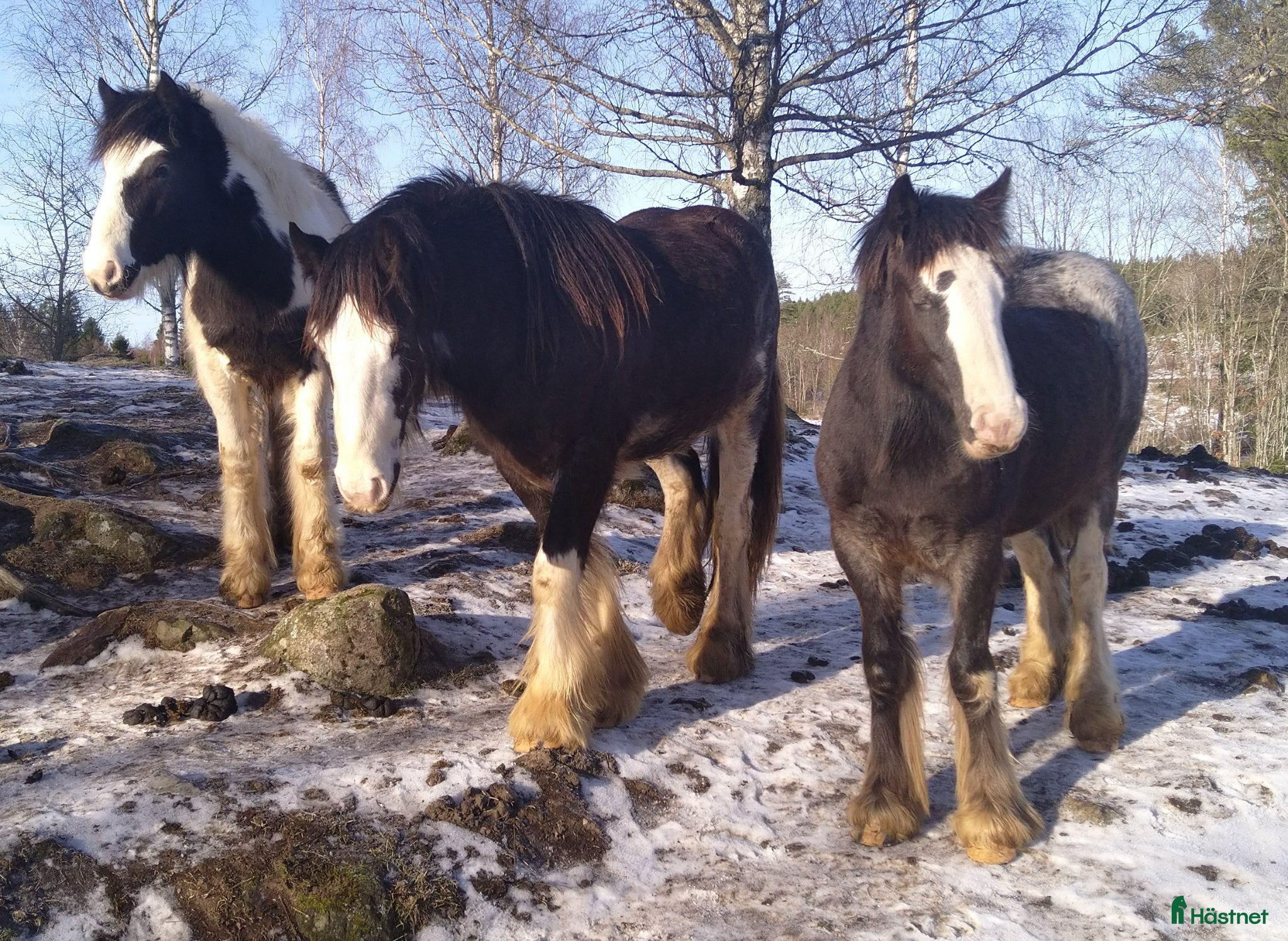  hästar Sociala valacker - Annons 10