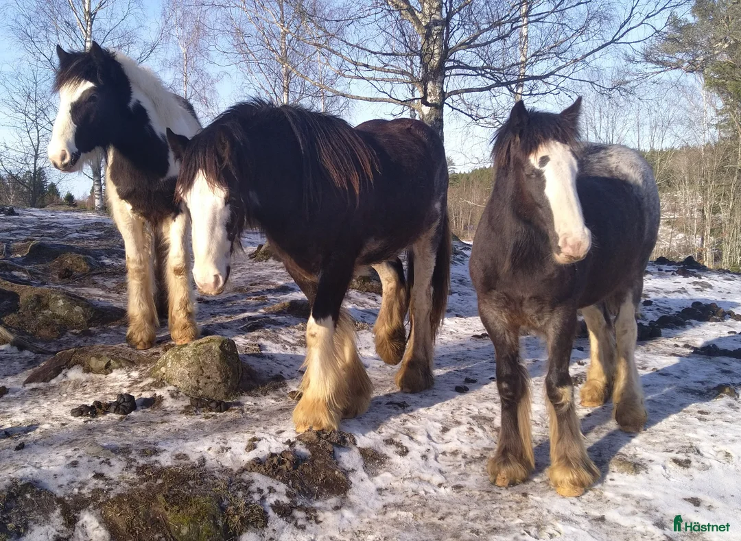 Allround hästar till salu: Sociala valacker - Annons 1