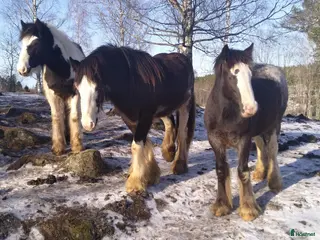 hästar Sociala valacker - Annons 10