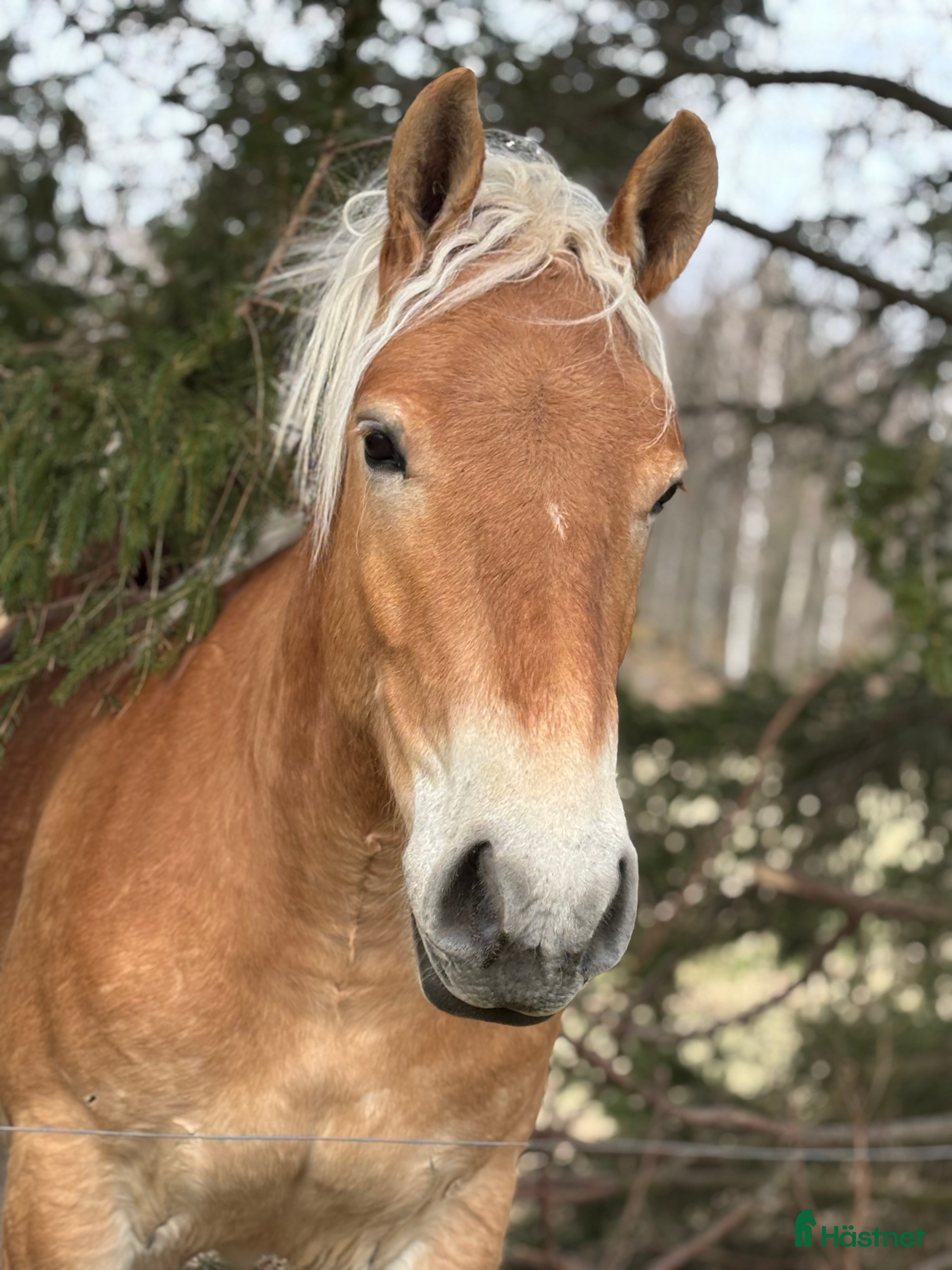  hästar Ardenner valack  i Åtvidaberg - Annons 1