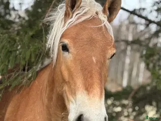 hästar Ardenner valack i Åtvidaberg - Annons 1