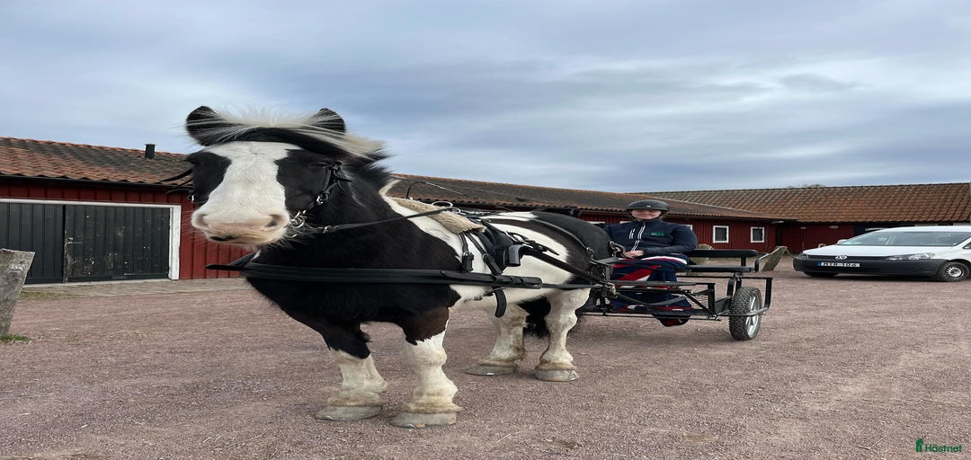 Galleribild {{count}}