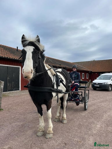 Galleribild {{count}}