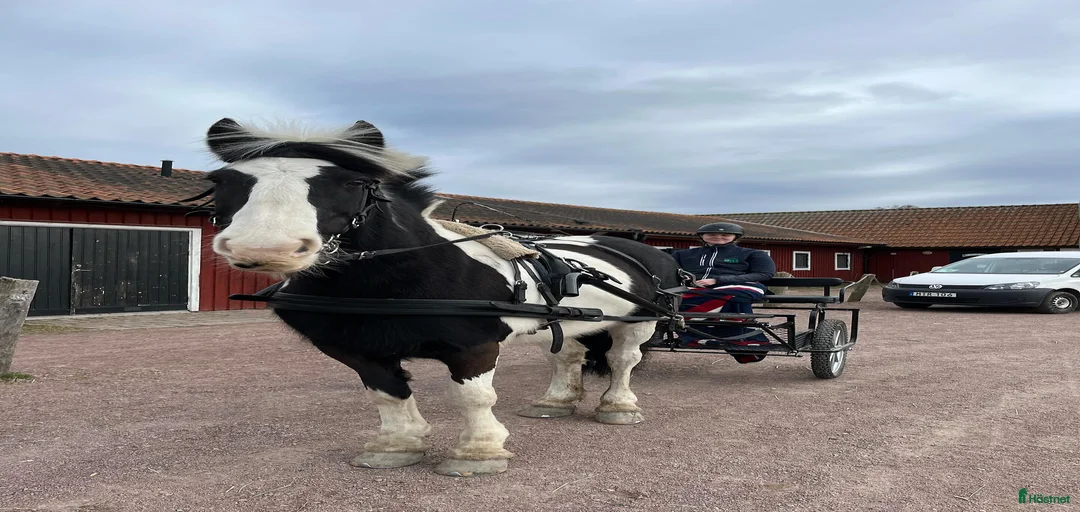 Galleribild {{count}}