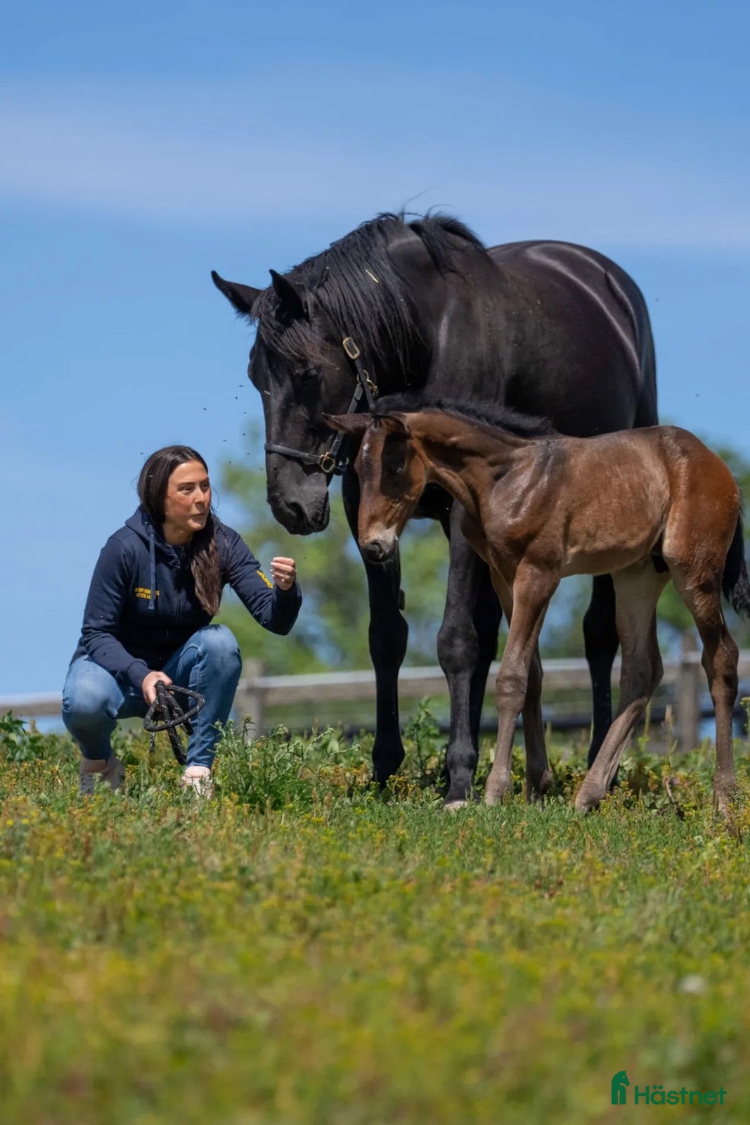  hästar Svart fint sto - Annons 18