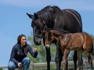 hästar Svart fint sto - Annons 18