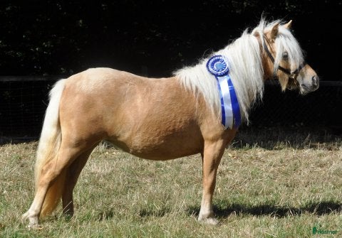  hästar Standard Palomino hoppe i Nykøbing Falster - Annons 1