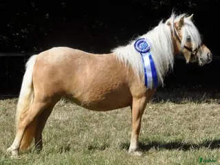 hästar Standard Palomino hoppe i Nykøbing Falster - Annons 1